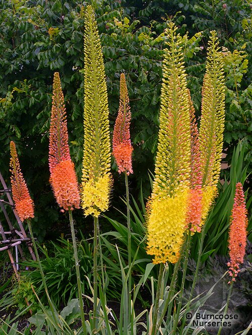 EREMURUS   