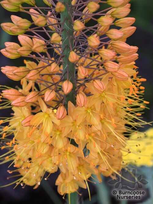 EREMURUS x isabellinus 'Cleopatra' 