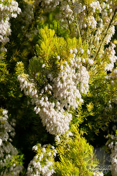 HEATHERS Erica arborea 'Albert's Gold' 