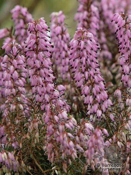 HEATHERS Erica carnea 'December Red' 