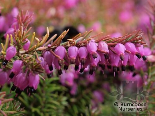 HEATHERS Erica carnea 'Eva' 