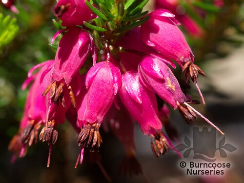 HEATHERS Erica carnea 'Myretoun Ruby' 