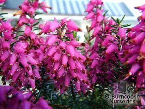 HEATHERS Erica carnea 'Rosalie' 