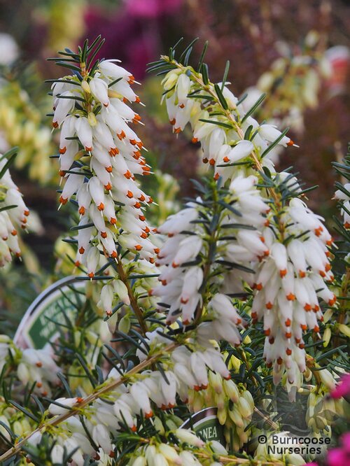 HEATHERS Erica carnea 'Winter Snow' 