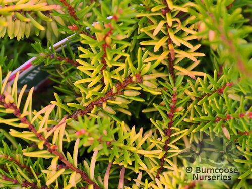 HEATHERS Erica x darleyensis 'Eva Gold' 