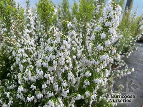HEATHERS Erica lusitanica  