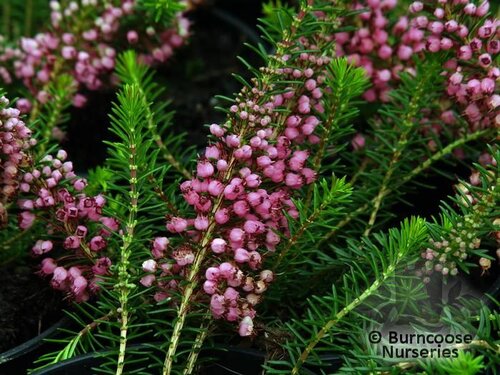 HEATHERS Erica vagans 'Mrs D.F. Maxwell' 