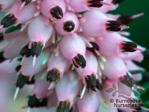 HEATHERS Erica x darleyensis 'Darley Dale' 
