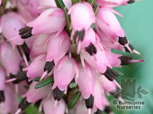 HEATHERS Erica x darleyensis 'Ghost Hills' 
