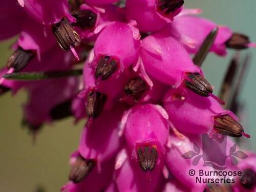 HEATHERS Erica x darleyensis 'Kramer's Red' 
