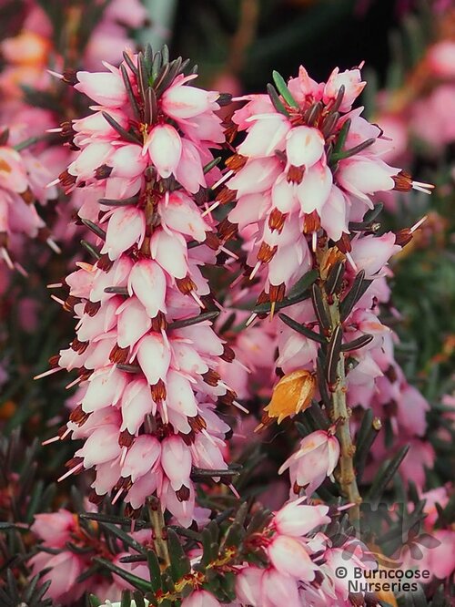 HEATHERS Erica x darleyensis 'Phoebe' 