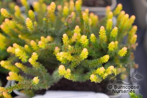 HEATHERS Erica x stuartii 'Irish Orange'  