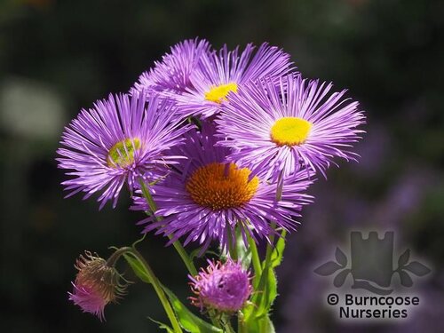 ERIGERON 'Dunkelste Aller'  