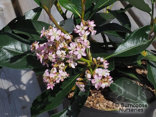 ERIOBOTRYA 'Coppertone'  