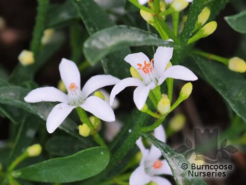ERIOSTEMON myoporoides  