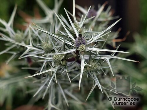 ERYNGIUM variifolium  
