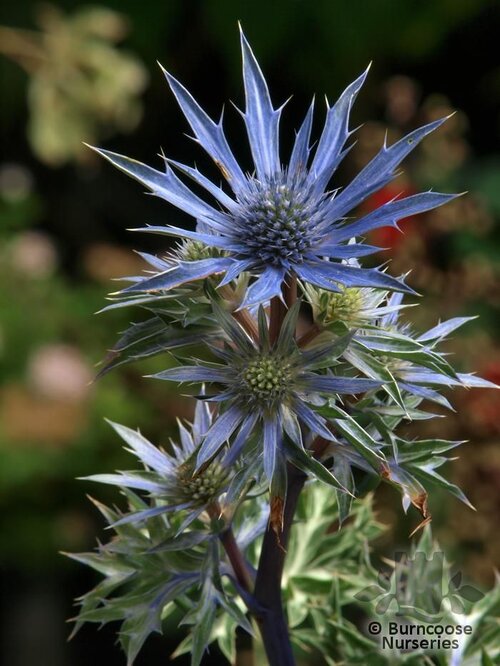 ERYNGIUM   