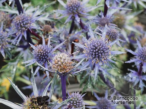 ERYNGIUM bourgatii 'Picos Blue' 