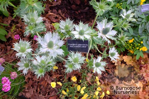 ERYNGIUM giganteum 'Miss Willmott's Ghost' 