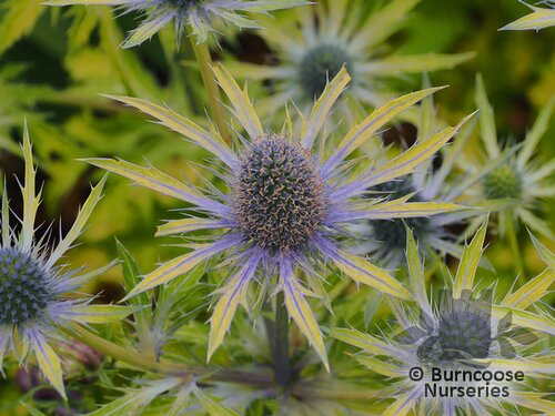 ERYNGIUM x zabelii 'Neptune's Gold' 