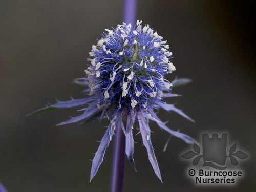 ERYNGIUM planum  