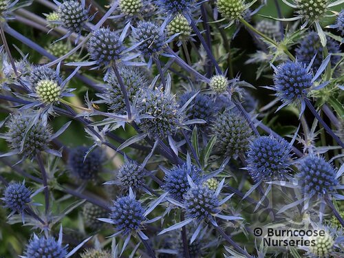 ERYNGIUM x tripartitum  