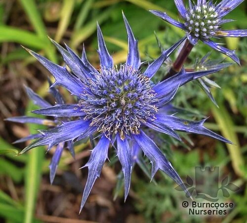 ERYNGIUM x zabelii 'Violetta' 