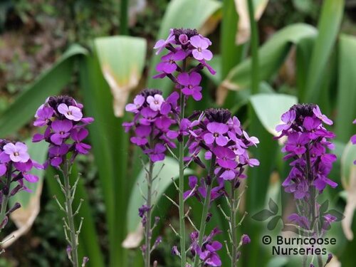 ERYSIMUM   