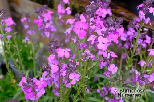 ERYSIMUM 'Bowles Mauve'  