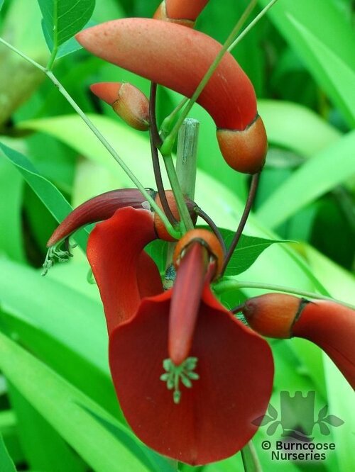 ERYTHRINA   