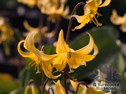 ERYTHRONIUM   