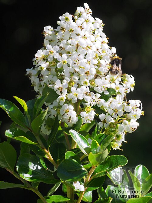 ESCALLONIA 'Iveyi'  