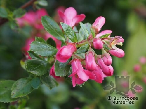 ESCALLONIA 'Peach Blossom'  