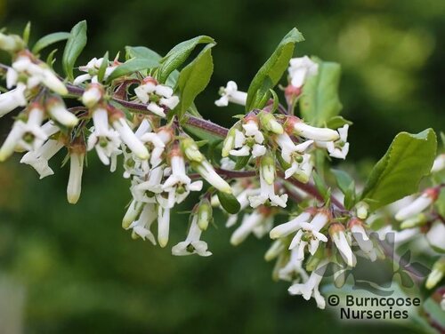 ESCALLONIA resinosa  