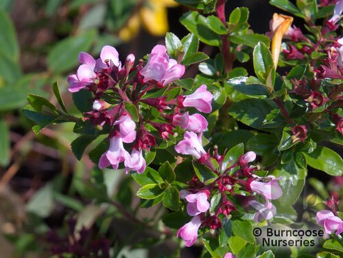 ESCALLONIA 'Apple Blossom'  