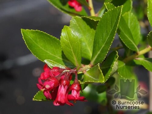 ESCALLONIA rubra var. macrantha 