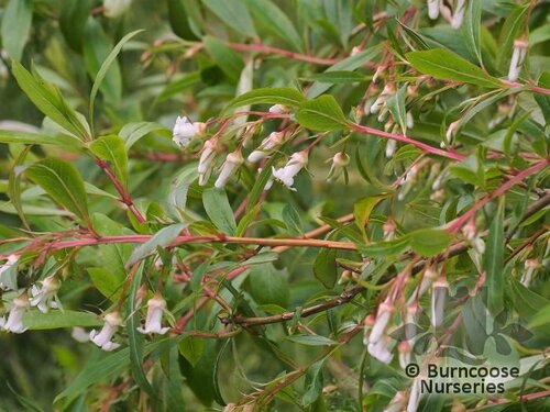 ESCALLONIA tucumanensis  