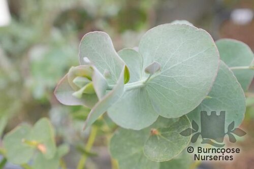 EUCALYPTUS cinerea 'Silver Dollar' 