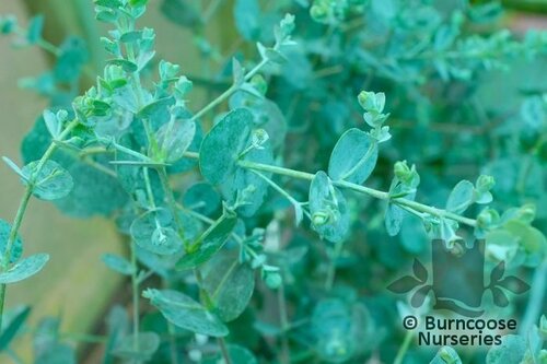 EUCALYPTUS gunnii 'Azura' 