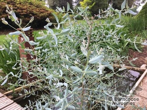 EUCALYPTUS gunnii 'France Bleu' 