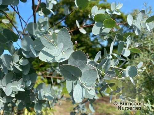 EUCALYPTUS gunnii 'Silverana' 