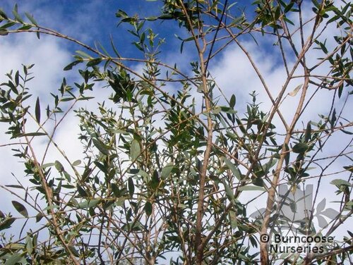 EUCALYPTUS parvifolia  