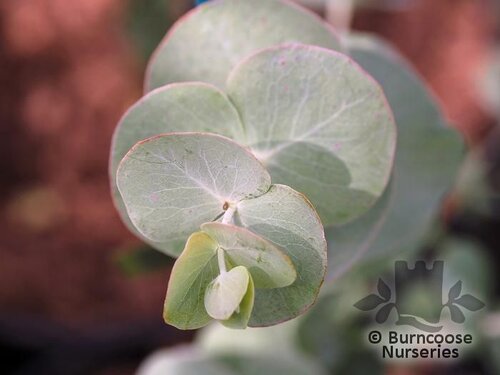EUCALYPTUS pulverulenta 'Baby Blue' 