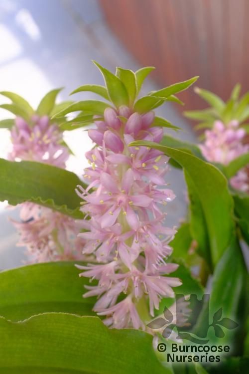 EUCOMIS Aloha Nani  