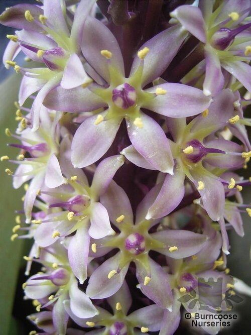 EUCOMIS bicolor  