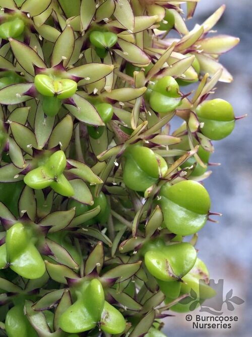 EUCOMIS   
