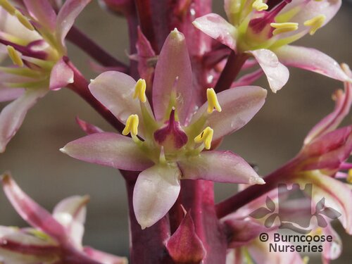 EUCOMIS 'Sparkling Burgundy'  