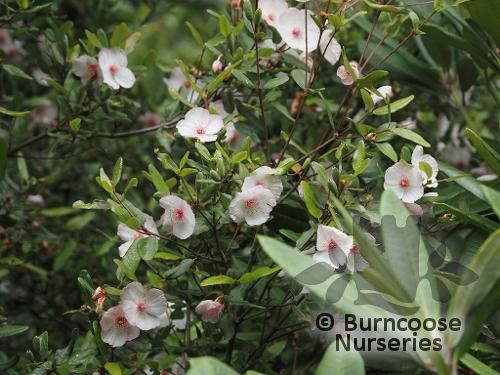 EUCRYPHIA lucida 'Ballerina' 
