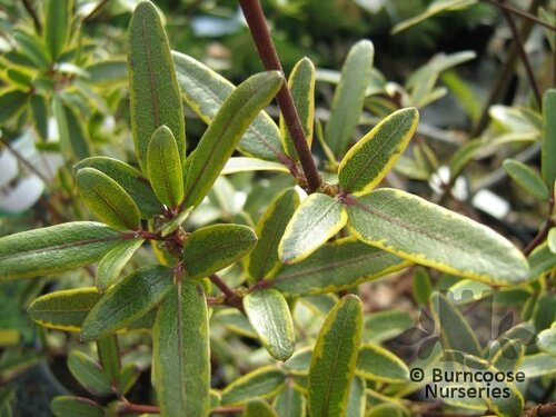 EUCRYPHIA lucida 'Gilt Edge' 