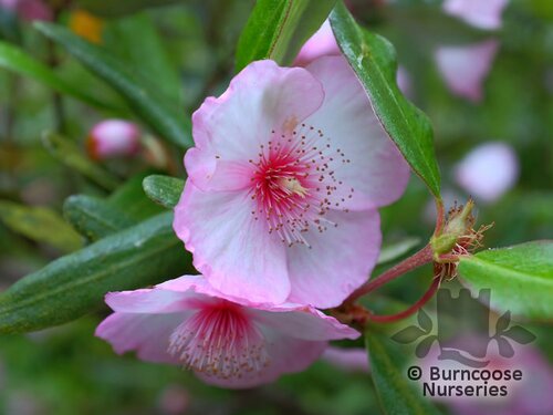 EUCRYPHIA lucida 'Pink Cloud' 